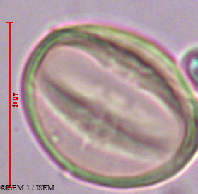 ISEM 1/Holboellia_coriacea_29363/Holboellia_coriacea_29363_0001(copy).jpg